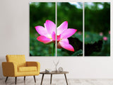 Leinwandbild 3-teilig Lotus in der Natur