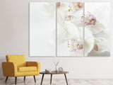 Leinwandbild 3-teilig Fantastische Orchideen