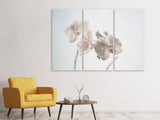 Leinwandbild 3-teilig Anmutige Orchideen