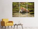 Leinwandbild 3-teilig Kitten in der Natur