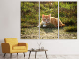 Leinwandbild 3-teilig Kitten in der Natur