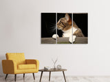 Leinwandbild 3-teilig XL Katze