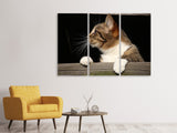 Leinwandbild 3-teilig XL Katze