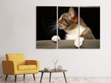 Leinwandbild 3-teilig XL Katze