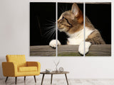 Leinwandbild 3-teilig XL Katze
