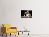 Leinwandbild 3-teilig XL Katze