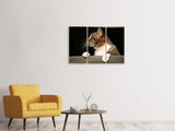 Leinwandbild 3-teilig XL Katze