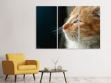 Leinwandbild 3-teilig Kitten Nase