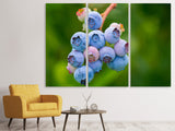 Leinwandbild 3-teilig Heidelbeeren in der Natur