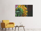 Leinwandbild 3-teilig Sonnenblume Close up