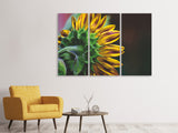 Leinwandbild 3-teilig Sonnenblume Close up