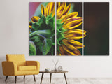 Leinwandbild 3-teilig Sonnenblume Close up