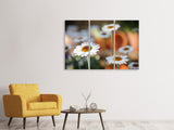 Leinwandbild 3-teilig Margeriten XL