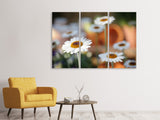 Leinwandbild 3-teilig Margeriten XL
