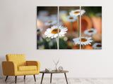 Leinwandbild 3-teilig Margeriten XL