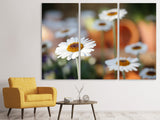 Leinwandbild 3-teilig Margeriten XL