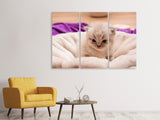 Leinwandbild 3-teilig Kitten zum Verlieben
