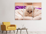 Leinwandbild 3-teilig Kitten zum Verlieben