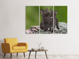 Leinwandbild 3-teilig 2 schwarze Katzenbabys