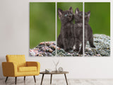 Leinwandbild 3-teilig 2 schwarze Katzenbabys