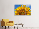 Leinwandbild 3-teilig Sonnenblume in XXL
