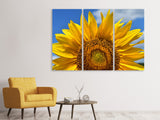 Leinwandbild 3-teilig Sonnenblume in XXL