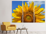 Leinwandbild 3-teilig Sonnenblume in XXL