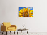 Leinwandbild 3-teilig Sonnenblume in XXL