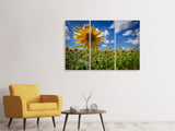 Leinwandbild 3-teilig Eine Sonnenblume unter vielen
