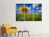 Leinwandbild 3-teilig Eine Sonnenblume unter vielen