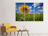 Leinwandbild 3-teilig Eine Sonnenblume unter vielen