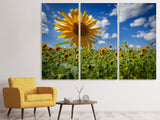 Leinwandbild 3-teilig Eine Sonnenblume unter vielen