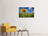 Leinwandbild 3-teilig Eine Sonnenblume unter vielen
