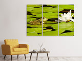 Leinwandbild 3-teilig Der Frosch und die Seerose