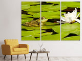 Leinwandbild 3-teilig Der Frosch und die Seerose