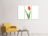 Leinwandbild 3-teilig Die stolze Tulpe