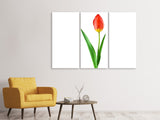 Leinwandbild 3-teilig Die stolze Tulpe