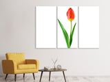 Leinwandbild 3-teilig Die stolze Tulpe
