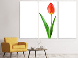 Leinwandbild 3-teilig Die stolze Tulpe