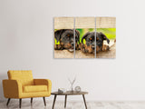 Leinwandbild 3-teilig 2 Rottweiler Welpen