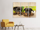 Leinwandbild 3-teilig 2 Rottweiler Welpen
