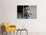 Leinwandbild 3-teilig Der Weimaraner