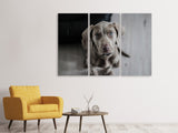 Leinwandbild 3-teilig Der Weimaraner