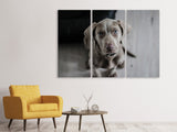 Leinwandbild 3-teilig Der Weimaraner