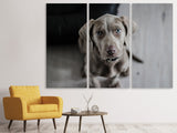 Leinwandbild 3-teilig Der Weimaraner