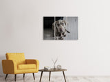 Leinwandbild 3-teilig Der Weimaraner