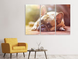 Leinwandbild 3-teilig Müde Bulldogge