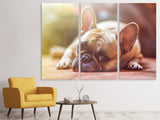 Leinwandbild 3-teilig Müde Bulldogge