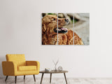 Leinwandbild 3-teilig Wachsamer Irish Setter