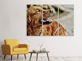 Leinwandbild 3-teilig Wachsamer Irish Setter
